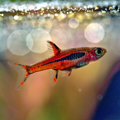 Chili Rasbora photo 4