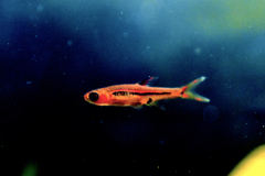 Chili Rasbora photo 5