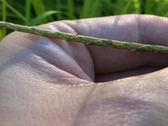 Elionurus tripsacoides