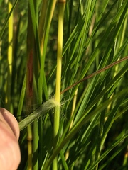 Elionurus tripsacoides