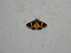 Fodina contigua
