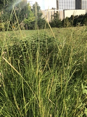 Elionurus tripsacoides