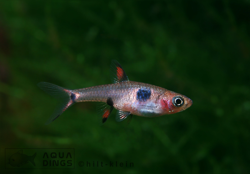 Dwarf Rasbora