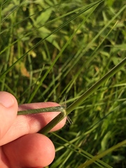 Elionurus tripsacoides