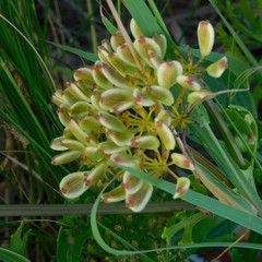 Polytaenia
