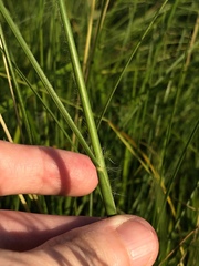 Elionurus tripsacoides