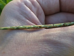 Elionurus tripsacoides