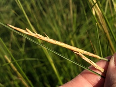 Elionurus tripsacoides