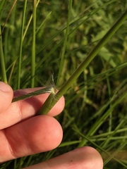 Elionurus tripsacoides