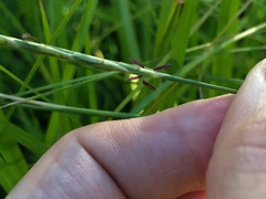 Elionurus tripsacoides