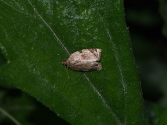 Neocalyptis affinisana