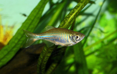 Giant Danio photo 4