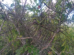 Scutia spicata pauciflora