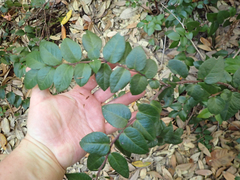 Vaccinium ovatum