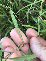Oenothera berlandieri pinifolia
