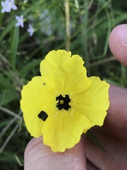 Oenothera berlandieri pinifolia