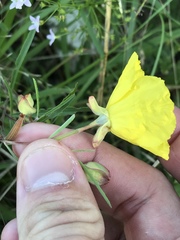 Oenothera berlandieri pinifolia