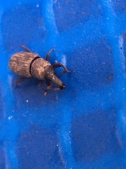 Dryophthorus americanus