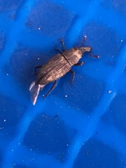 Dryophthorus americanus