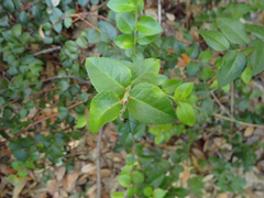 Vaccinium ovatum