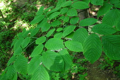 Cladrastis kentukea
