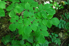Cladrastis kentukea