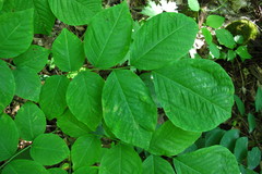 Cladrastis kentukea