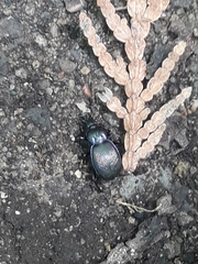 Sphaeroderus