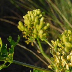 Polytaenia