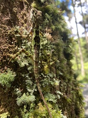 Diploderma polygonatum