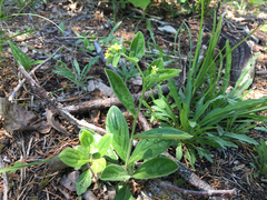 Lithospermum tuberosum