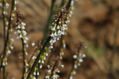 Boechera stricta