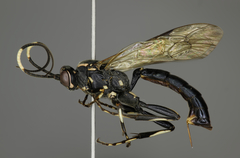 Orgichneumon calcatorius