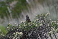 Passerella iliaca stephensi