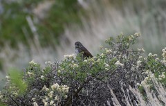 Passerella iliaca stephensi