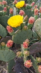 Opuntia tunoidea