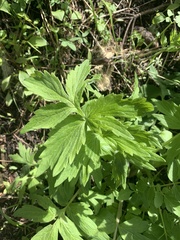 Hydrophyllum fendleri
