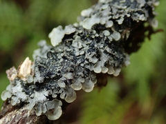 Degelia duplomarginata