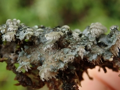 Degelia duplomarginata