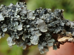 Degelia duplomarginata