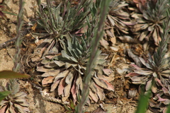 Boechera stricta