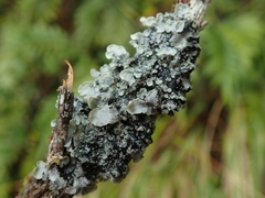 Degelia duplomarginata