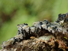 Degelia duplomarginata