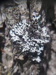 Physconia leucoleiptes