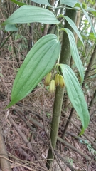 Disporum kawakamii