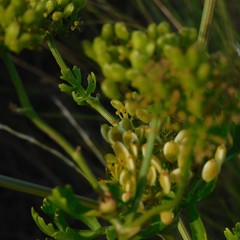 Polytaenia