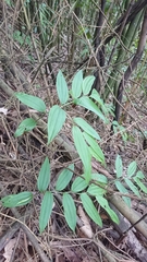 Disporum kawakamii