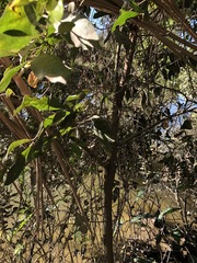 Cryptocarya triplinervis triplinervis