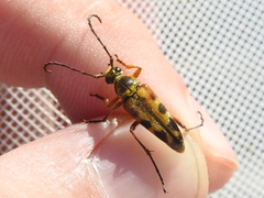 Typocerus octonotatus