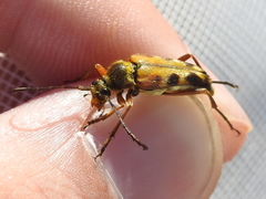Typocerus octonotatus
